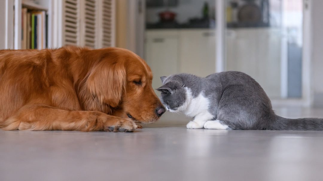 golden retriever and gray and white cat touching noses and showing affection 